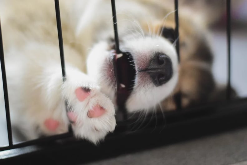 A Fool Proof Guide to Crate Training a Puppy Correctly